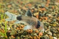 Corydoras panda 2 Royalty Free Stock Photo