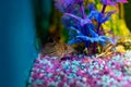 Corydoras trilineatus julii fish in a home aquarium Royalty Free Stock Photo