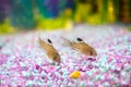 Corydoras trilineatus julii fish in a home aquarium Royalty Free Stock Photo