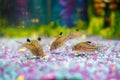 Corydoras trilineatus julii fish in a home aquarium Royalty Free Stock Photo