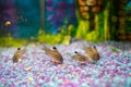 Corydoras trilineatus julii fish in a home aquarium Royalty Free Stock Photo