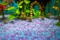 Corydoras trilineatus julii fish in a home aquarium Royalty Free Stock Photo