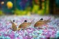 Corydoras trilineatus julii fish in a home aquarium Royalty Free Stock Photo