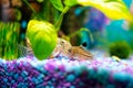 Corydoras trilineatus julii fish in a home aquarium Royalty Free Stock Photo