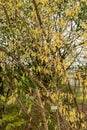 Corylopsis Himalayana plant in Zurich in Switzerland Royalty Free Stock Photo