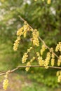 Corylopsis Himalayana plant in Zurich in Switzerland Royalty Free Stock Photo