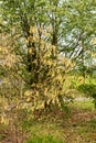 Corylopsis Himalayana plant in Zurich in Switzerland Royalty Free Stock Photo