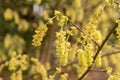 Corylopsis Himalayana plant in Zurich in Switzerland Royalty Free Stock Photo