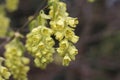 Corylopsis spicata, close up yellow blooms spring