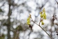 Corylopsis spicata flower