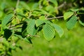 Corylopsis spicata winter hazel in spring Arboretum Park Southern Cultures in Sirius Adler Sochi. Green leaves on the branch