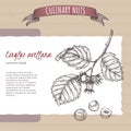 Corylus avellana aka common hazel branch and nuts sketch on cardboard background. Culinary nuts series.