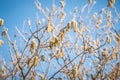 Cold weather, hazel in winter with frost Royalty Free Stock Photo