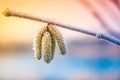 Corylus avellana, common hazel in winter with frost Royalty Free Stock Photo