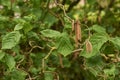 Corylus avellana contorta branches Royalty Free Stock Photo