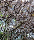 Corylus avellana Contorta or unique cobnut branches background