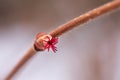 Corylus avellana female flower