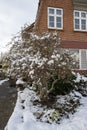 Corylus avellana hazel tree in a front yard infront of a house on a snowy winter day