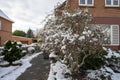 Corylus avellana hazel tree in a front yard infront of a house on a snowy winter day