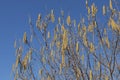 Corylus avellana winter blooming Royalty Free Stock Photo