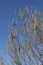 Corylus avellana winter blooming Royalty Free Stock Photo