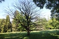 Corylus colurna in garden of Buchlovice castle