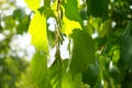 Corylus colurna grows in October. Berlin, Germany