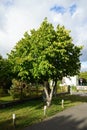 Corylus colurna grows in October. Berlin, Germany