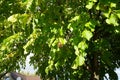 Corylus colurna grows in October. Berlin, Germany