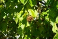 Corylus colurna grows in October. Berlin, Germany