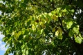 Corylus colurna grows in October. Berlin, Germany