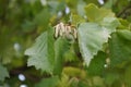 Corylus colurna grows in October. Berlin, Germany