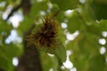 Corylus colurna grows in October. Berlin, Germany