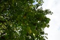 Corylus colurna grows in October. Berlin, Germany