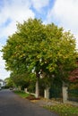 Corylus colurna grows in October. Berlin, Germany