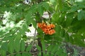 Corymb of orange berries of rowan