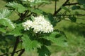 Corymb of white flowers of Sorbus aria in May Royalty Free Stock Photo