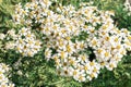 Corymbflower tansy or scentless feverfew or tanacetum corymbosum closeup