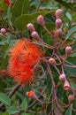 Flowers and buds of a corymbia ficifolia \'Baby Orange\' tree