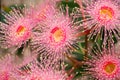 Corymbia ficifolia Pale Pink