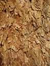 Corymbia Leichhardtii bark