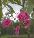 Corymbia ptychocarpa