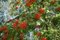 Corymbs of orange berries of European rowan in September