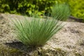 Corynephorus canescens perennial grass grows predominantly in the sand and on the outskirts of forest roads