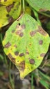 Corynespora leaf spot of blackgram Royalty Free Stock Photo