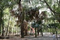 The corypha lecomtei trees at Manee Kwan Chai temple in Saraburi, Thailand