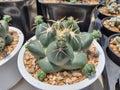 Coryphantha Elephantidens, cactus, succulent, almost spherical stem resembling several cones. Royalty Free Stock Photo