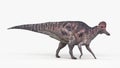 A corythosaurus Royalty Free Stock Photo