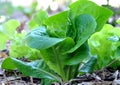 Cos Lettuce Royalty Free Stock Photo