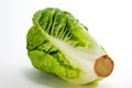 Cos lettuce Royalty Free Stock Photo